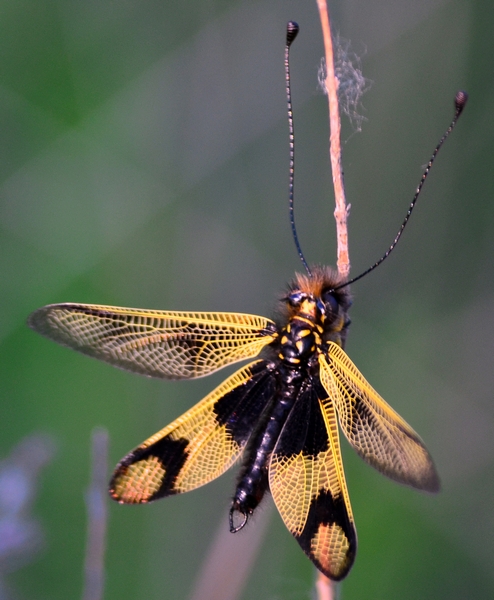 Libelloides longicornis